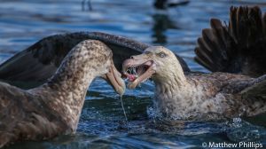 Giant Petrels feeding 